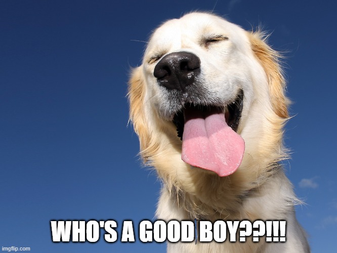 Who's a good boy | WHO'S A GOOD BOY??!!! | image tagged in who's a good boy | made w/ Imgflip meme maker