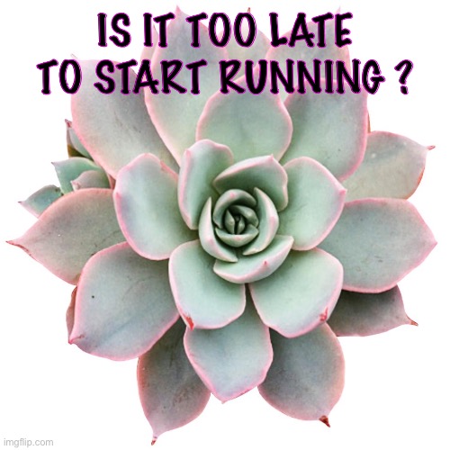 Is it? | IS IT TOO LATE TO START RUNNING ? | image tagged in i am actually a succulent | made w/ Imgflip meme maker