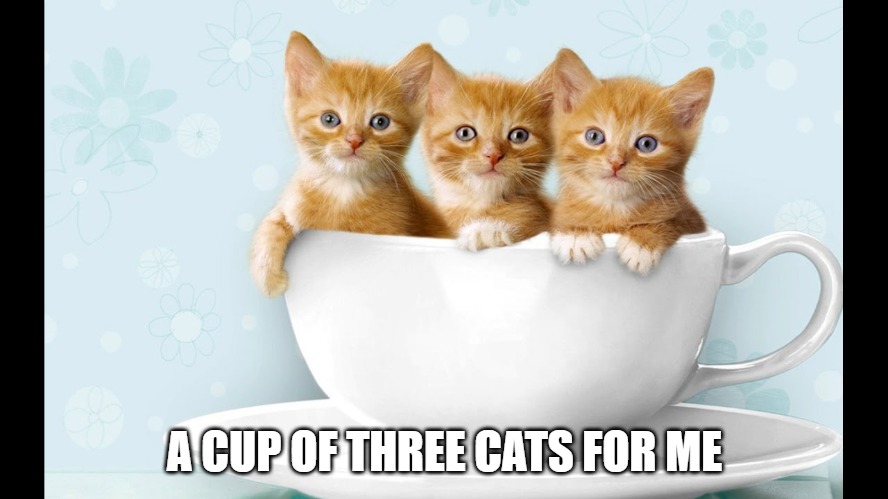Drink up | A CUP OF THREE CATS FOR ME | image tagged in cats,memes,fun,funny,funny mems,2020 | made w/ Imgflip meme maker