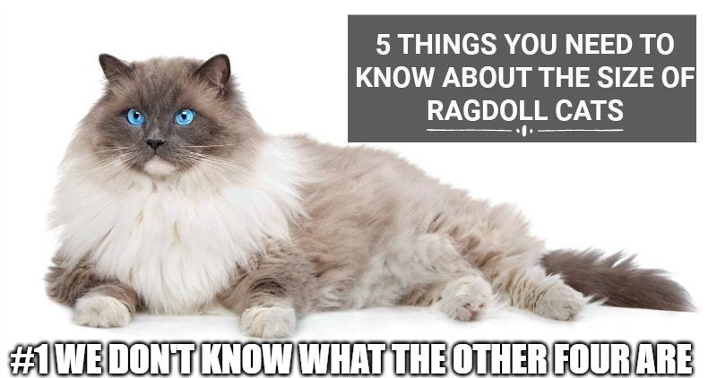 Alll you need to know is they are big | #1 WE DON'T KNOW WHAT THE OTHER FOUR ARE | image tagged in cats,memes,funny,funny memes,fun,2020 | made w/ Imgflip meme maker