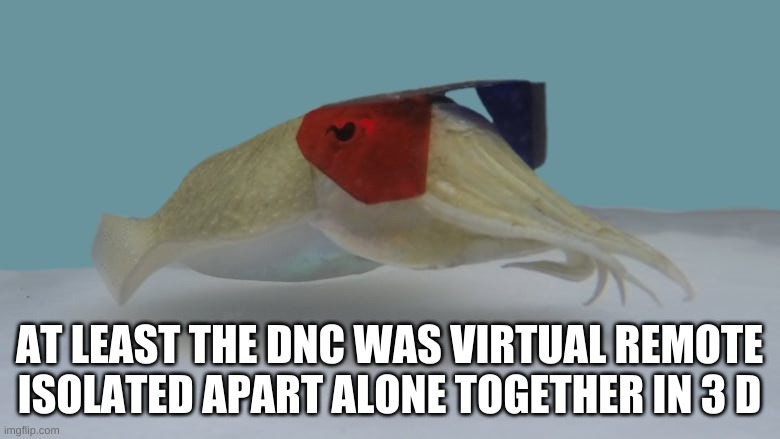 Cuttlefish watching a 3D movie | AT LEAST THE DNC WAS VIRTUAL REMOTE ISOLATED APART ALONE TOGETHER IN 3 D | image tagged in cuttlefish watching a 3d movie | made w/ Imgflip meme maker