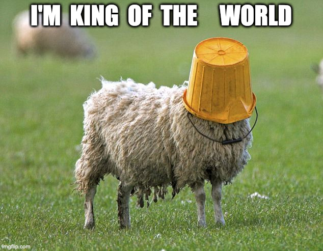 Voter for Joe | I'M  KING  OF  THE     WORLD | image tagged in stupid sheep,funny,fun,memes,happy friday | made w/ Imgflip meme maker