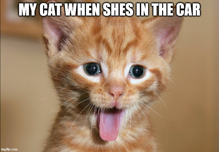 MY CAT WHEN SHES IN THE CAR | image tagged in my cat,in the car,panting,be,like | made w/ Imgflip meme maker