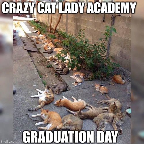 441 lives | CRAZY CAT LADY ACADEMY; GRADUATION DAY | image tagged in funny memes | made w/ Imgflip meme maker
