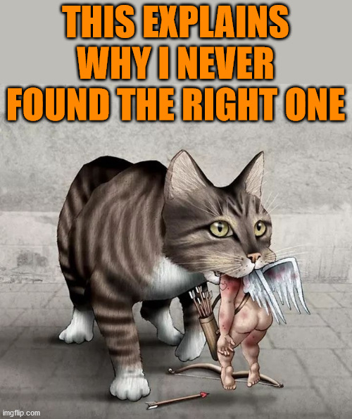 Why cupids arrow never found me. | THIS EXPLAINS WHY I NEVER FOUND THE RIGHT ONE | image tagged in cats | made w/ Imgflip meme maker