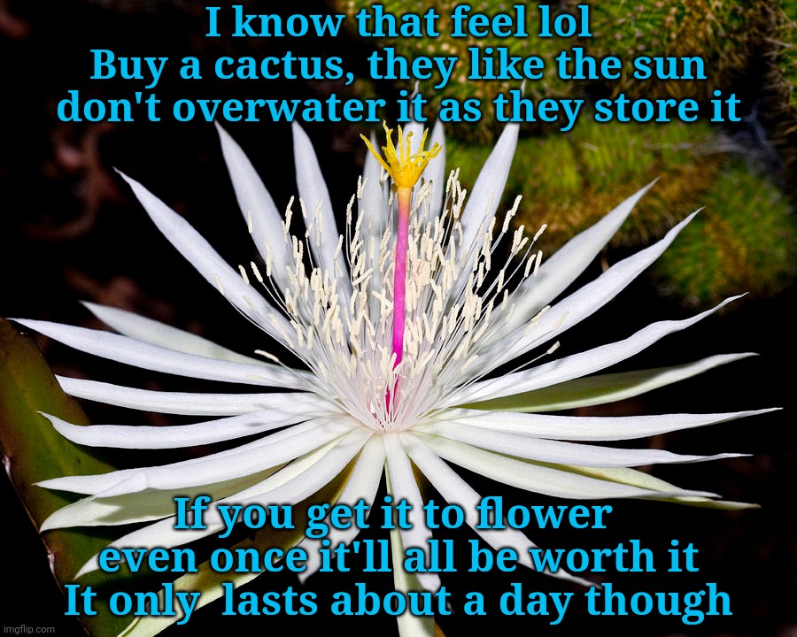 I know that feel lol
Buy a cactus, they like the sun
don't overwater it as they store it If you get it to flower 
even once it'll all be wor | made w/ Imgflip meme maker