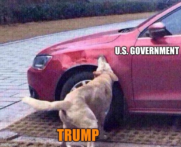Already featured a different meme here about Trump as the proverbial car-catching dog but man this a good one | image tagged in trump catches car,dog,car,trump is a moron,trump sucks,donald trump is an idiot | made w/ Imgflip meme maker