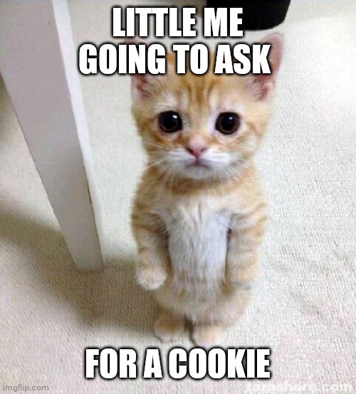Little me wants cookies | LITTLE ME GOING TO ASK; FOR A COOKIE | image tagged in memes,cute cat | made w/ Imgflip meme maker
