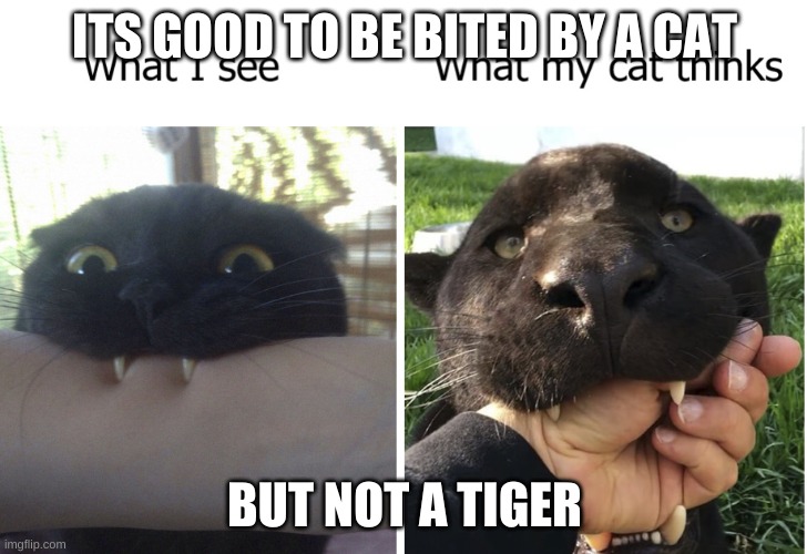 Bited | ITS GOOD TO BE BITED BY A CAT; BUT NOT A TIGER | image tagged in bite | made w/ Imgflip meme maker