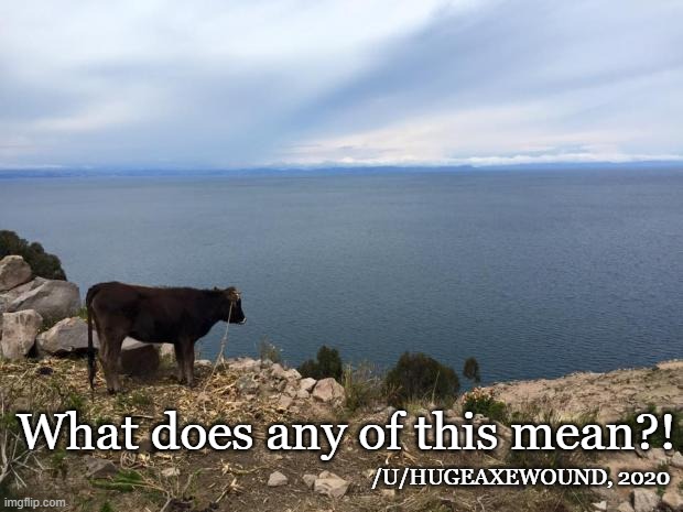 Contemplative Cow | What does any of this mean?! /U/HUGEAXEWOUND, 2020 | image tagged in contemplative cow | made w/ Imgflip meme maker