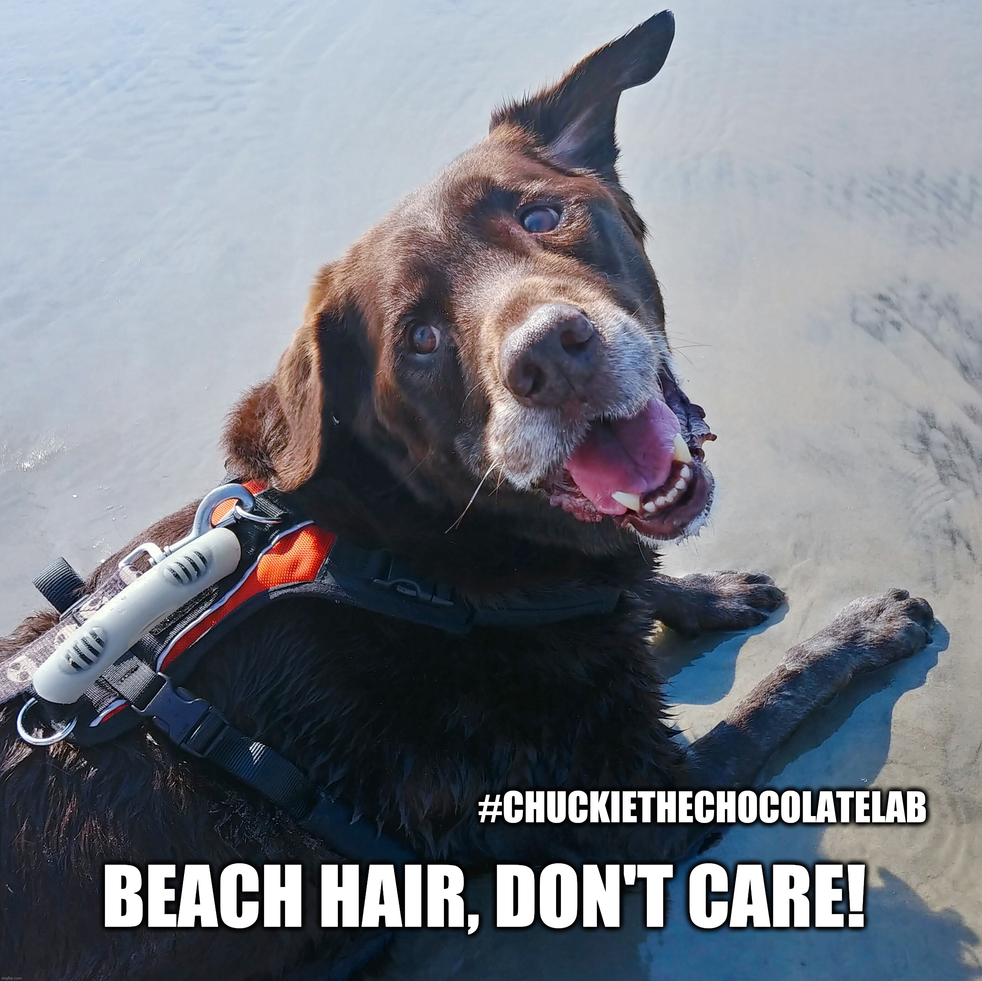 Beach hair, don't care | #CHUCKIETHECHOCOLATELAB; BEACH HAIR, DON'T CARE! | image tagged in chuckie the chocolate lab,beach hair,beach,summer,dogs,memes | made w/ Imgflip meme maker