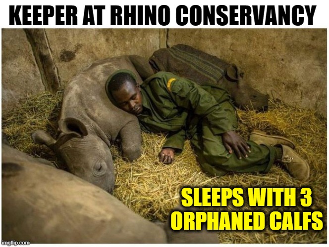 When you are Truly Dedicated to Your Work with Animals | KEEPER AT RHINO CONSERVANCY; SLEEPS WITH 3
ORPHANED CALFS | image tagged in vince vance,rhino,animal meme,love is love,zoo,africa | made w/ Imgflip meme maker