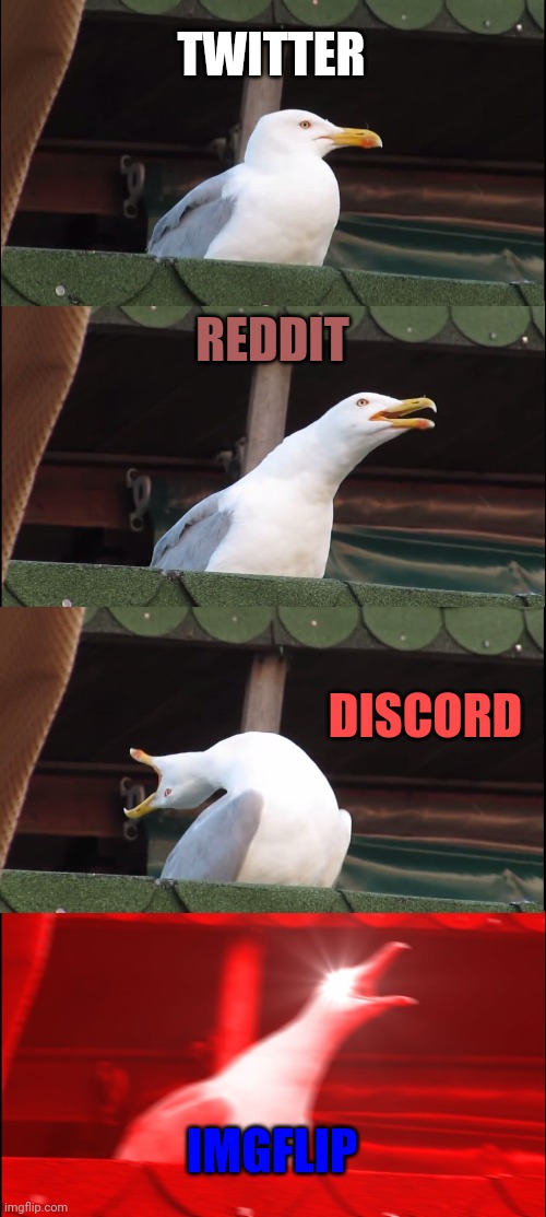 Best websites | TWITTER; REDDIT; DISCORD; IMGFLIP | image tagged in memes,inhaling seagull | made w/ Imgflip meme maker