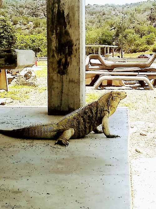 Chilling at the beach with my scaly friend | made w/ Imgflip meme maker