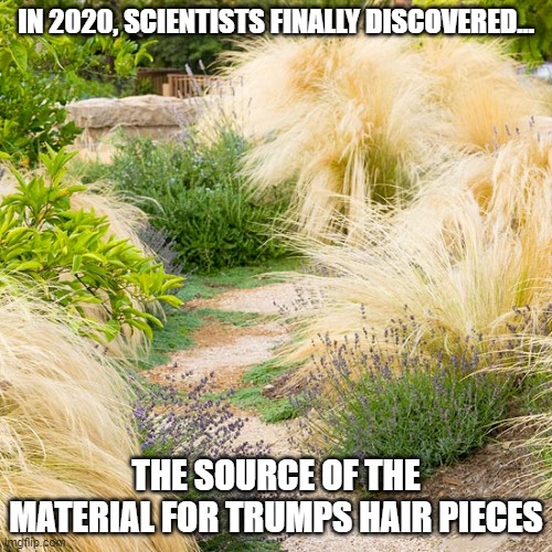 BAD HAIR DAY (EVERY DAY) | IN 2020, SCIENTISTS FINALLY DISCOVERED... THE SOURCE OF THE MATERIAL FOR TRUMPS HAIR PIECES | image tagged in bad hair,donald trump is an orangutan,ugly face,yuck,barf | made w/ Imgflip meme maker