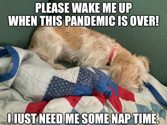Sleeping pup | PLEASE WAKE ME UP WHEN THIS PANDEMIC IS OVER! I JUST NEED ME SOME NAP TIME. | image tagged in sleeping pup | made w/ Imgflip meme maker
