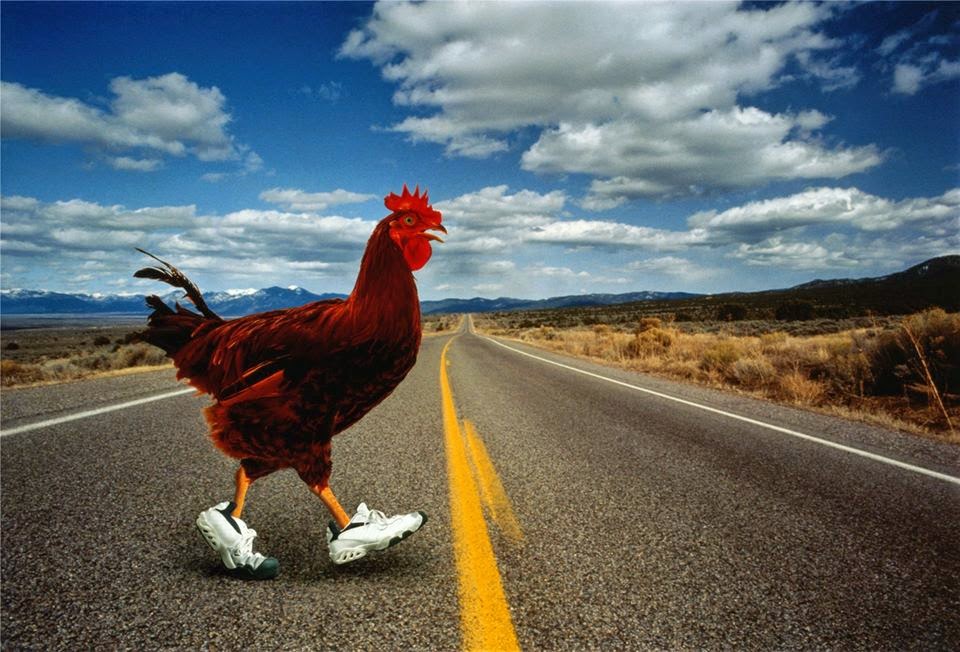 High Quality chicken crossing road Blank Meme Template