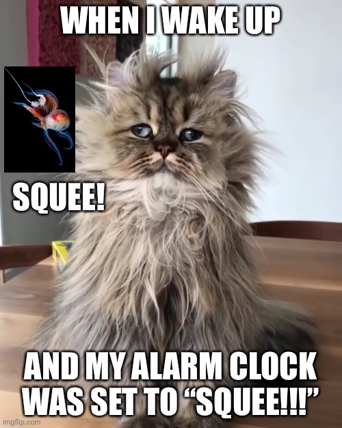 Monday Mornings | WHEN I WAKE UP; SQUEE! AND MY ALARM CLOCK WAS SET TO “SQUEE!!!” | image tagged in monday mornings | made w/ Imgflip meme maker