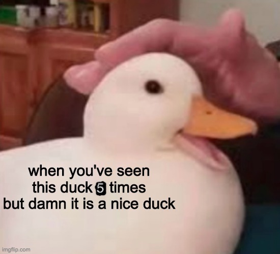 damn it is a nice duck tho | when you've seen this duck 4 times but damn it is a nice duck; 5 | image tagged in duck | made w/ Imgflip meme maker