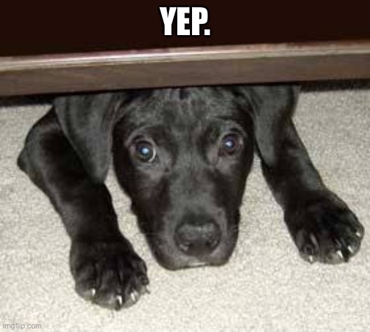 Scared dog | YEP. | image tagged in scared dog | made w/ Imgflip meme maker