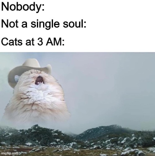 Screaming Cowboy Cat | Nobody:; Not a single soul:; Cats at 3 AM: | image tagged in screaming cowboy cat | made w/ Imgflip meme maker