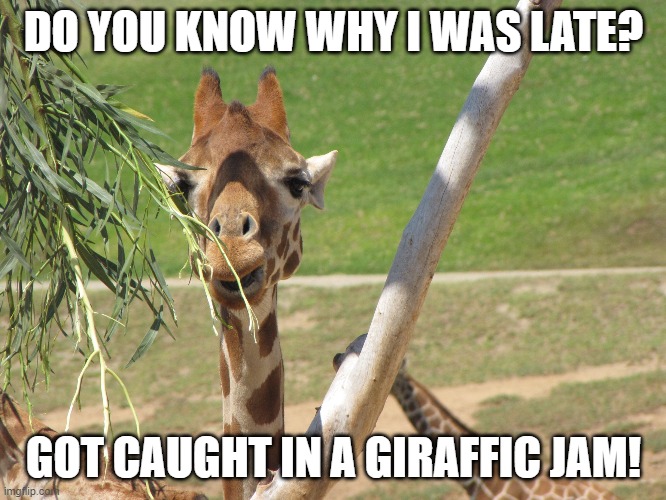 Giraffe | DO YOU KNOW WHY I WAS LATE? GOT CAUGHT IN A GIRAFFIC JAM! | image tagged in smiling giraffe | made w/ Imgflip meme maker