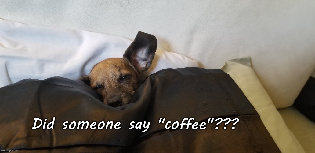 Coffee??? | Did someone say "coffee"??? | image tagged in coffee,did someone say,sleepy,maggie,chiweenie | made w/ Imgflip meme maker