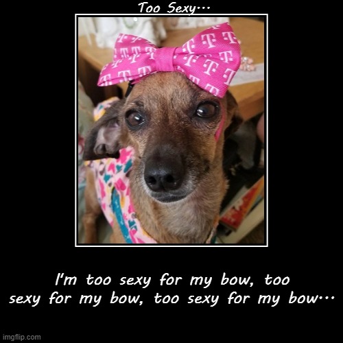Too Sexy... | image tagged in funny,demotivationals,maggie,chiweenie,too sexy | made w/ Imgflip demotivational maker
