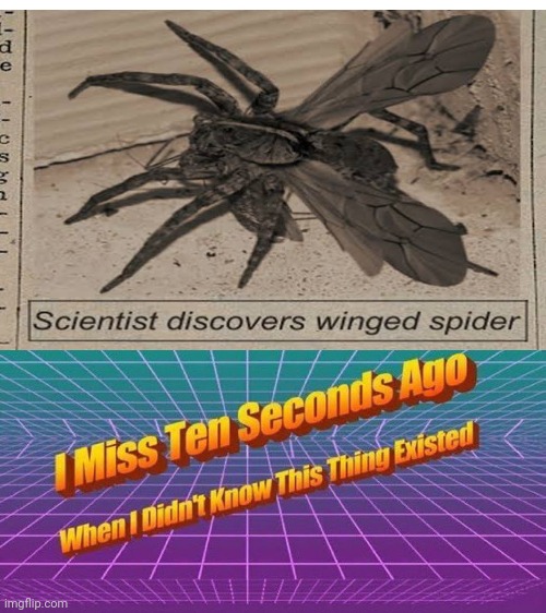 Winged spider | image tagged in i miss ten seconds ago,memes,spider | made w/ Imgflip meme maker