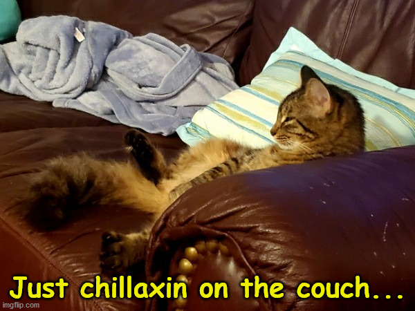 Chillaxin Kitty | Just chillaxin on the couch... | image tagged in chillaxin kitty | made w/ Imgflip meme maker