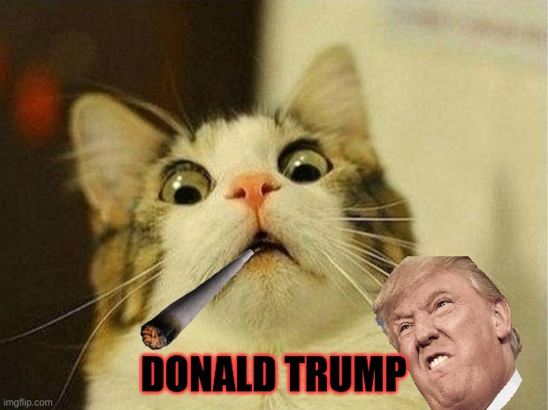 Scared Cat | DONALD TRUMP | image tagged in memes,scared cat | made w/ Imgflip meme maker