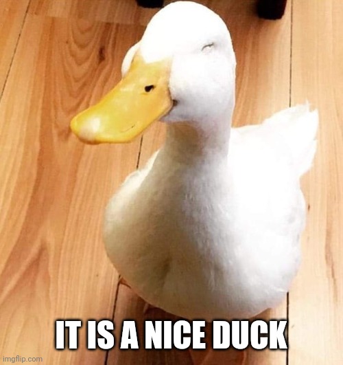 SMILE DUCK | IT IS A NICE DUCK | image tagged in smile duck | made w/ Imgflip meme maker