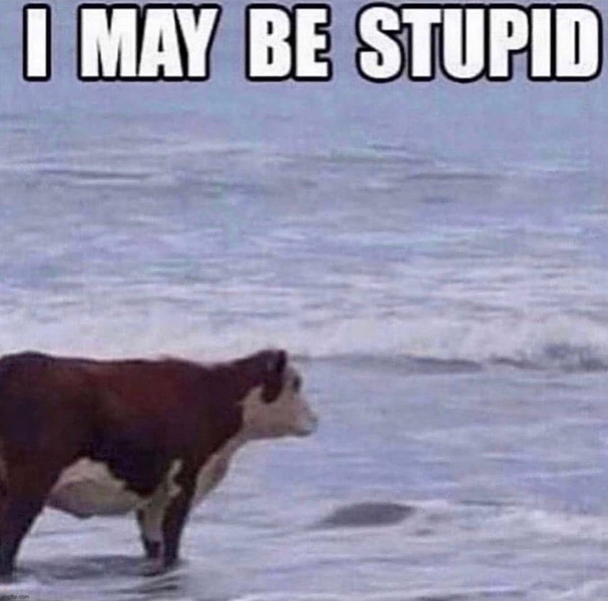 I may be stupid | image tagged in meme | made w/ Imgflip meme maker