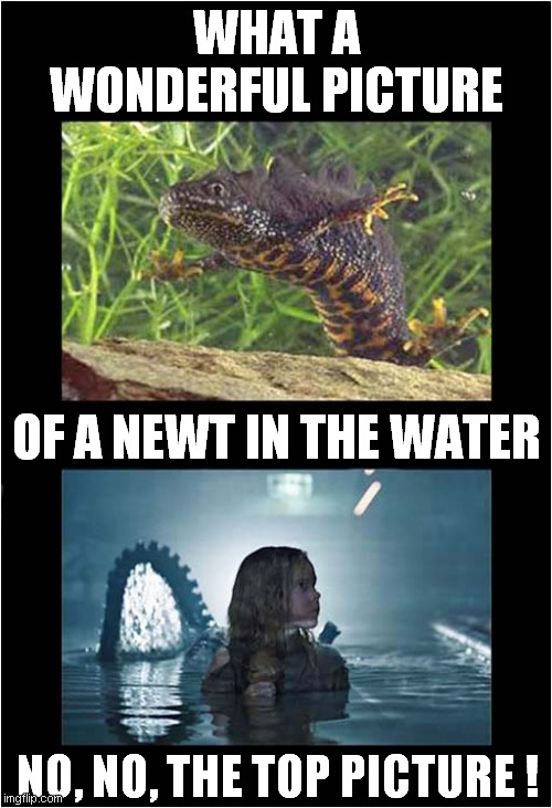 Being A 'Newt' - It's Great ! | WHAT A WONDERFUL PICTURE; OF A NEWT IN THE WATER; NO, NO, THE TOP PICTURE ! | image tagged in fun,newts,aliens | made w/ Imgflip meme maker