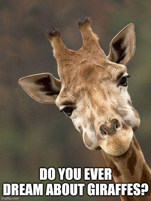 Giraffe  |  DO YOU EVER DREAM ABOUT GIRAFFES? | image tagged in giraffe | made w/ Imgflip meme maker