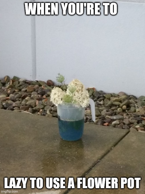 They used an actual pitcher as a flower pot | WHEN YOU'RE TO; LAZY TO USE A FLOWER POT | image tagged in flower,pitcher | made w/ Imgflip meme maker