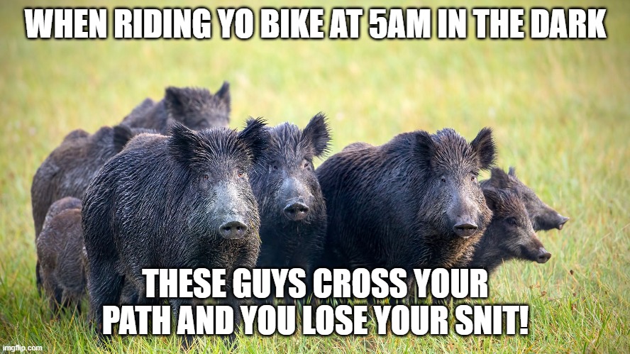 Hogs in the Morning | WHEN RIDING YO BIKE AT 5AM IN THE DARK; THESE GUYS CROSS YOUR PATH AND YOU LOSE YOUR SNIT! | image tagged in hogs,bike riding,morning scare | made w/ Imgflip meme maker