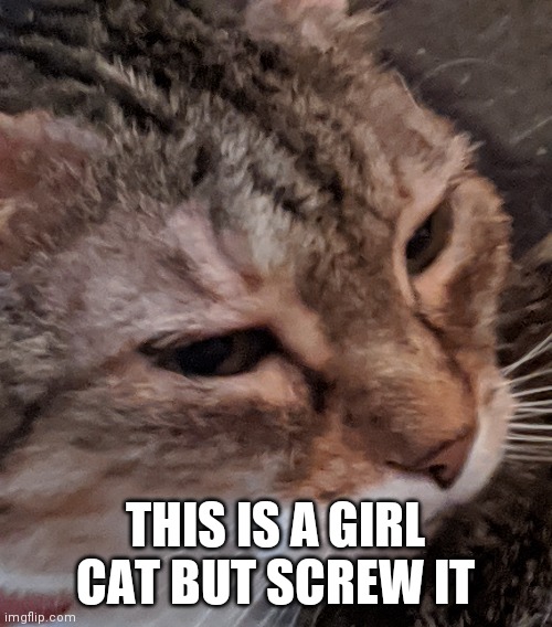  THIS IS A GIRL CAT BUT SCREW IT | made w/ Imgflip meme maker