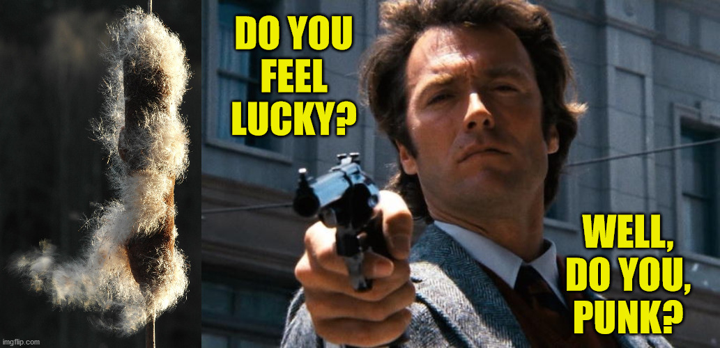 Dirty Harry gets Punked | DO YOU
FEEL LUCKY? WELL,
DO YOU,
PUNK? | image tagged in memes,dirty harry,clint eastwood,one does not simply,aint nobody got time for that,challenge accepted | made w/ Imgflip meme maker