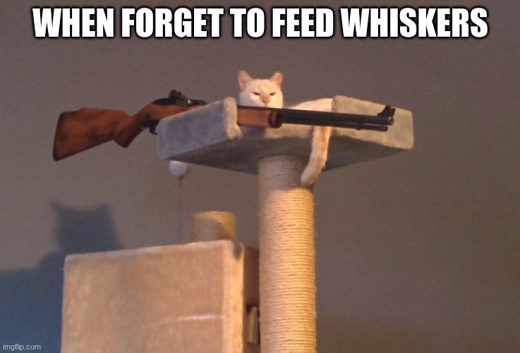 I gotta feed my cat | WHEN FORGET TO FEED WHISKERS | image tagged in cat with gun | made w/ Imgflip meme maker