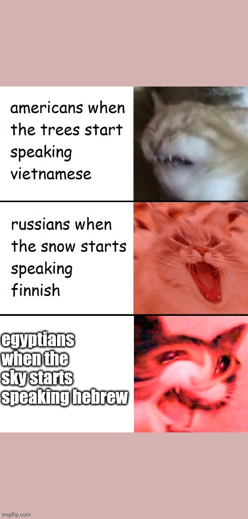 Americans when the trees start speaking vietnamese | image tagged in funny cats | made w/ Imgflip meme maker
