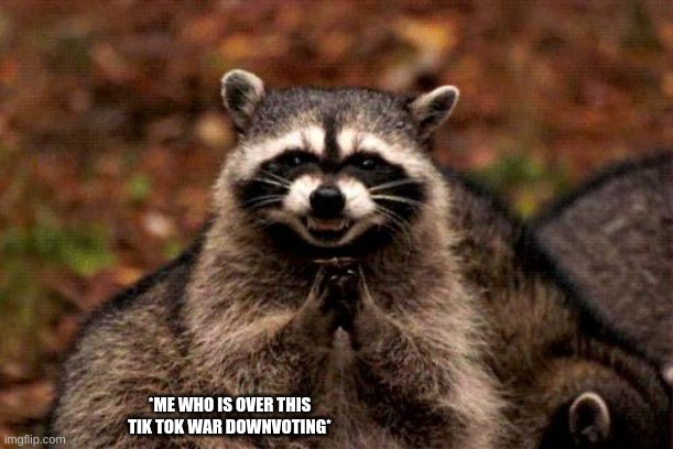 Evil Plotting Raccoon Meme | *ME WHO IS OVER THIS TIK TOK WAR DOWNVOTING* | image tagged in memes,evil plotting raccoon | made w/ Imgflip meme maker