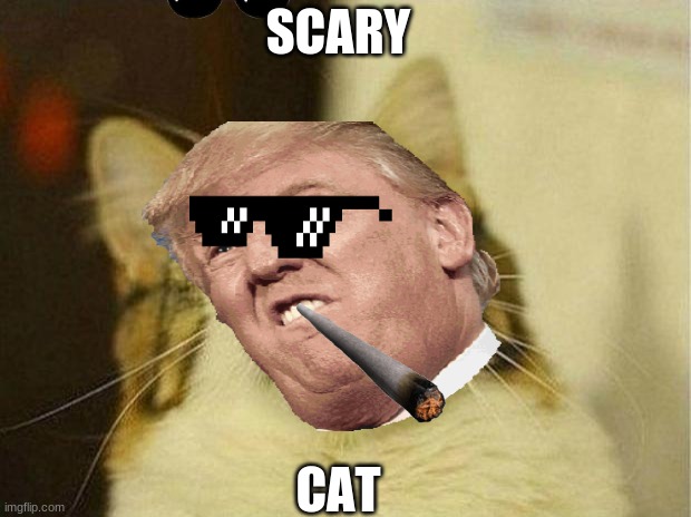 cat meme | SCARY; CAT | image tagged in grumpy cat | made w/ Imgflip meme maker