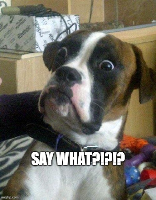 Surprised Dog | SAY WHAT?!?!? | image tagged in surprised dog | made w/ Imgflip meme maker