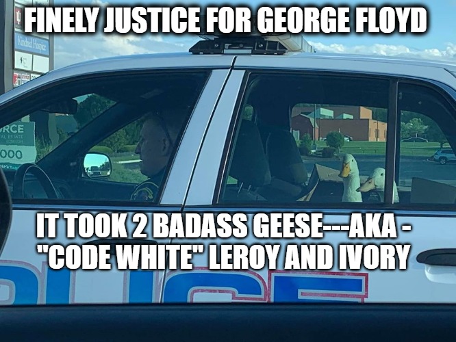 Code White | FINELY JUSTICE FOR GEORGE FLOYD; IT TOOK 2 BADASS GEESE---AKA -
"CODE WHITE" LEROY AND IVORY | image tagged in breaking bad,angry birds,police brutality,geese | made w/ Imgflip meme maker