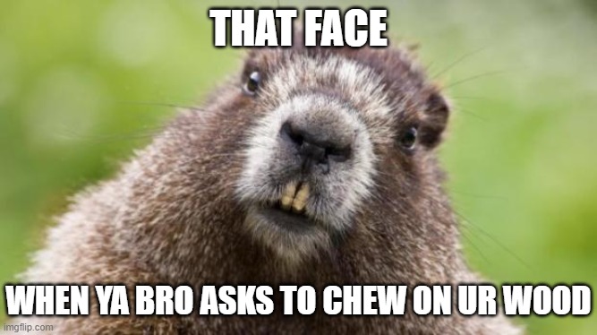 Mr Beaver | THAT FACE WHEN YA BRO ASKS TO CHEW ON UR WOOD | image tagged in mr beaver | made w/ Imgflip meme maker