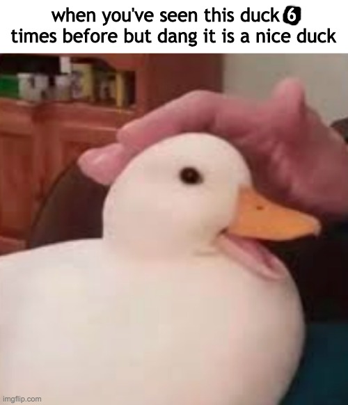 it is a nice duck tho | when you've seen this duck 4 times before but dang it is a nice duck; 6 | image tagged in duck | made w/ Imgflip meme maker