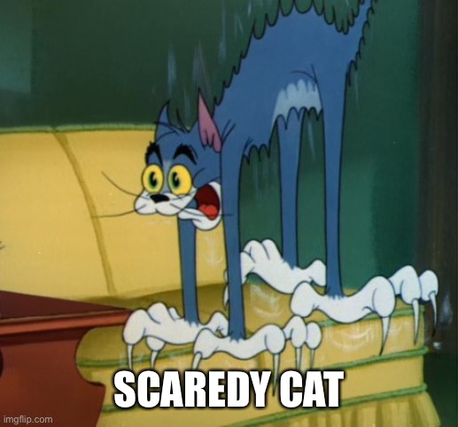 scardy cat | SCAREDY CAT | image tagged in scardy cat | made w/ Imgflip meme maker