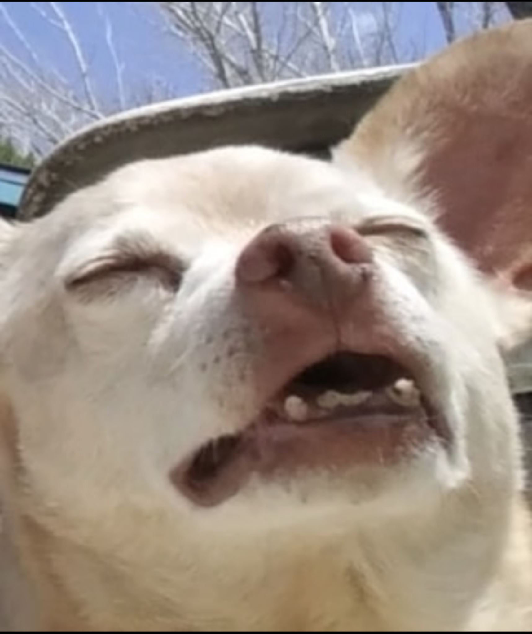 High Quality Feels Chihuahua Blank Meme Template