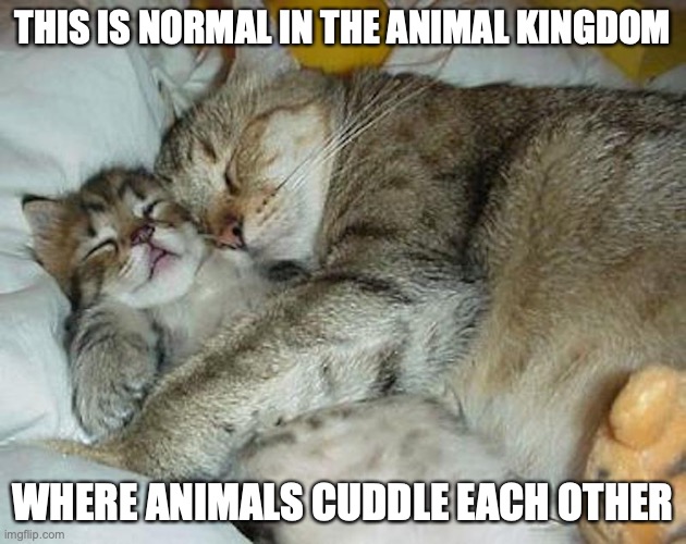 Cat Spooning | THIS IS NORMAL IN THE ANIMAL KINGDOM; WHERE ANIMALS CUDDLE EACH OTHER | image tagged in spooning,cats,memes | made w/ Imgflip meme maker